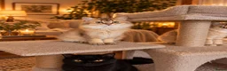 British Shorthair cats for sale: 🐾Beautiful British long and Shorthair Kittens🐾 - Advert 7