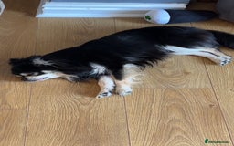 Chihuahua dogs for stud: Long Haired Black and Tan Chihuahua For Stud - Image 7