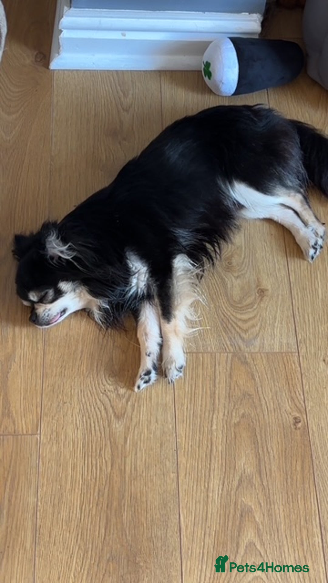 Chihuahua dogs for stud: Long Haired Black and Tan Chihuahua For Stud - Image 7