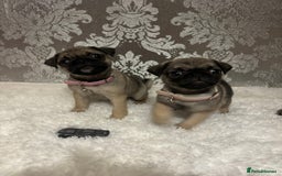 Pug dogs for sale: 2 beautiful girl pugs - READY NOW !!! - Image 2