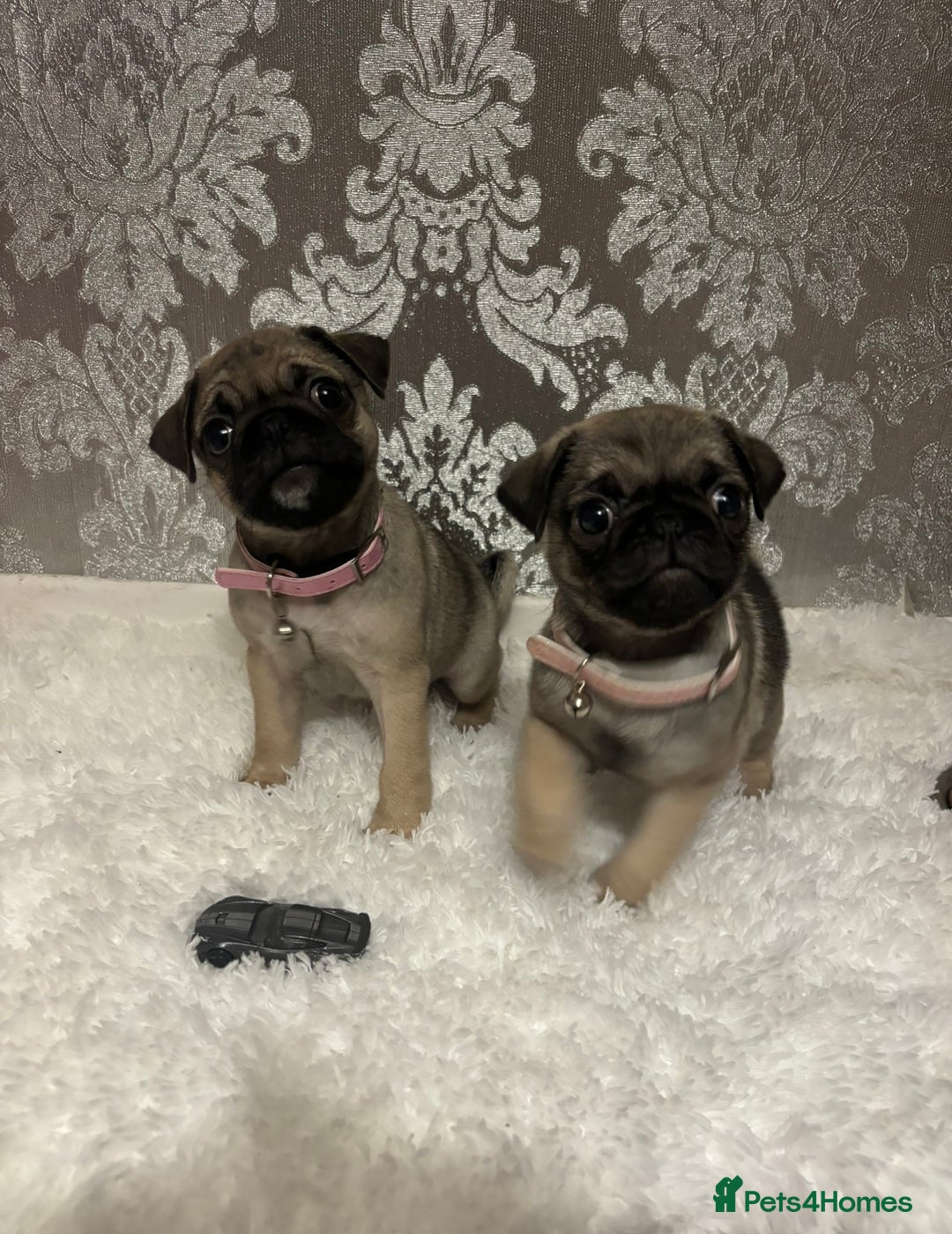 Pug dogs for sale: 2 beautiful girl pugs - READY NOW !!! - Image 2
