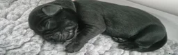 Labrador Retriever dogs for sale: Health Tested Beautifully Bred Labrador Puppies  in Southampton - Advert 15