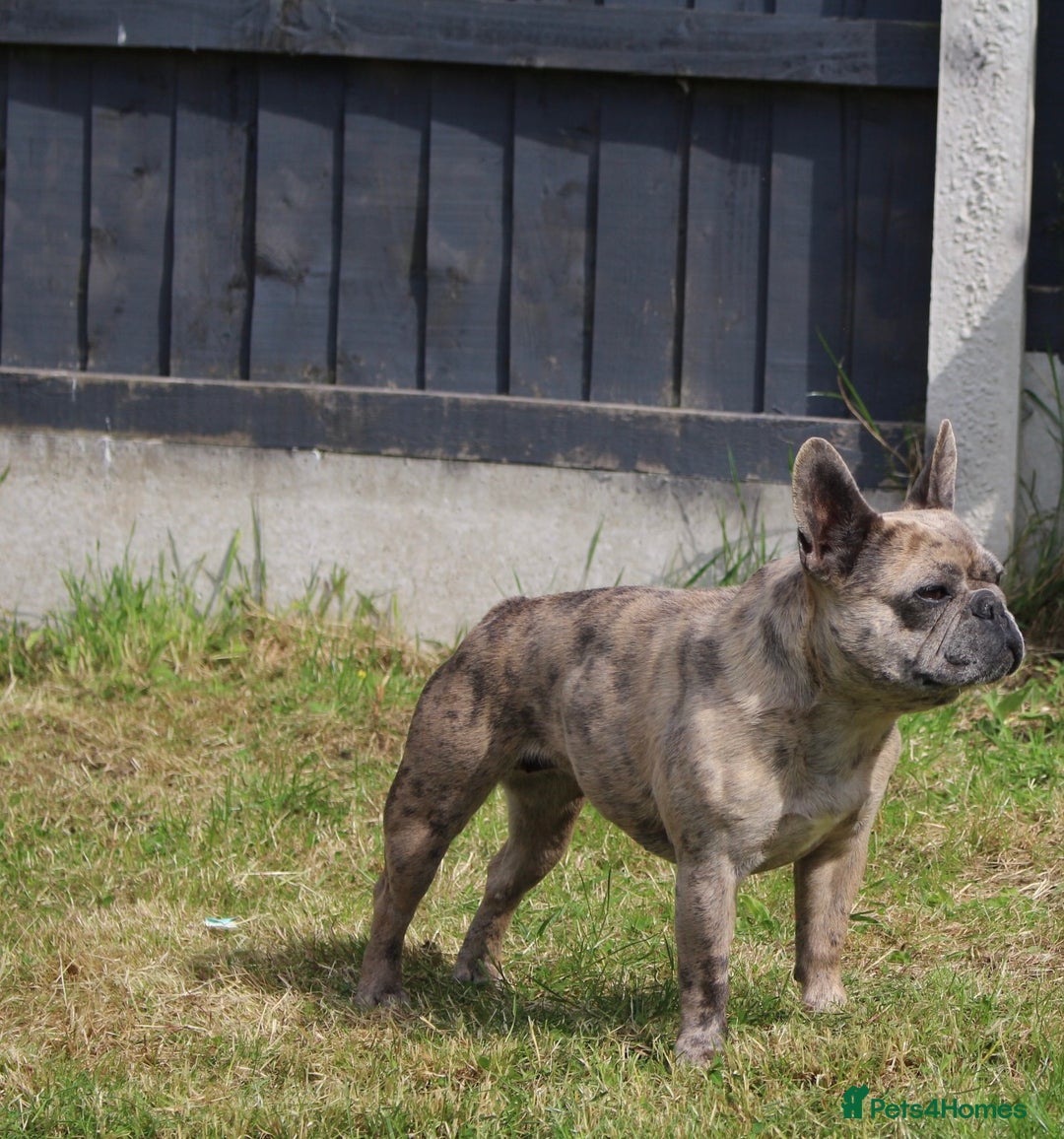 French Bulldog dogs for sale: Dottie & Bow  - Advert 3