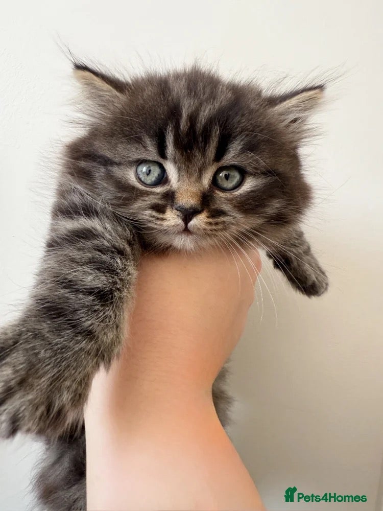 Mixed Breed cats Scottish fold  - Advert 4