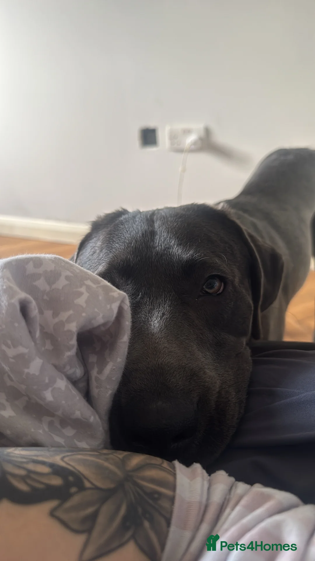 Labrador Retriever dogs for sale: Active young Labrador needs committed home - Advert 2