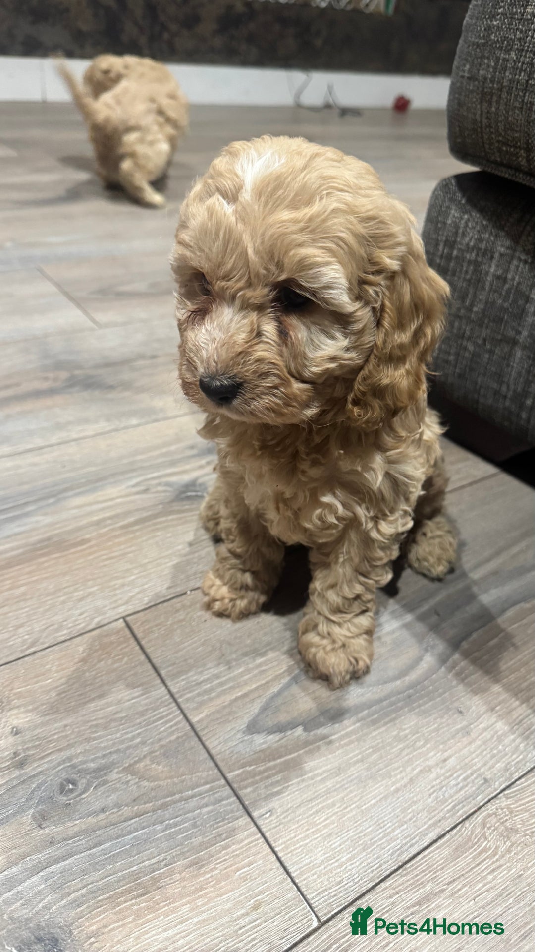 Cockapoo dogs for sale: Cockerpoos f2b - Advert 6