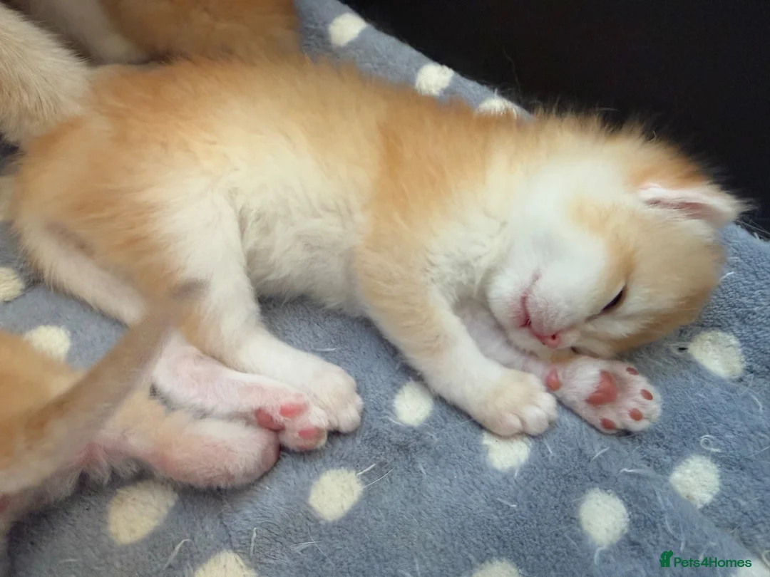 British Shorthair cats for sale: GCCF reg BSH Chocolate and Black Golden Kittens - Advert 1