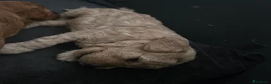 Cavapoochon 3