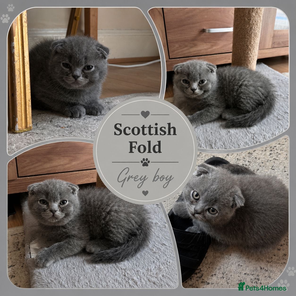 Scottish Fold cats TICA Vaccinated&Ready  toLeave SCOTTISH FOLD  - Advert 2