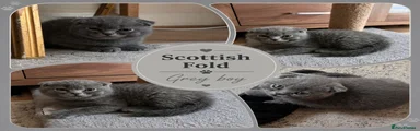 Scottish Fold 2