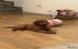 Irish Doodle dogs for sale: Irish doodles - Image 39