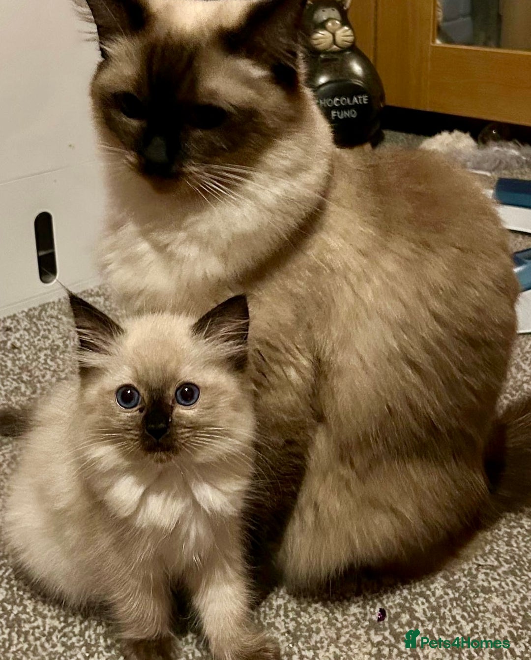 Ragdoll cats for sale: GCCF Ragdoll boy kittens - Advert 15