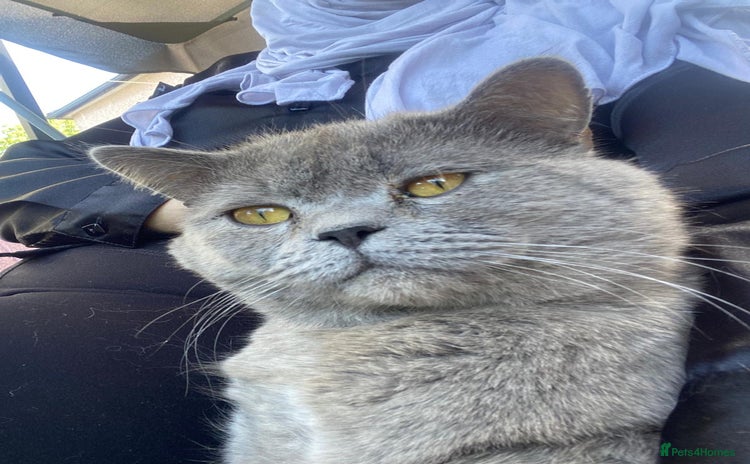 British Shorthair cats - Advert 5