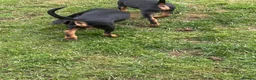 Mixed Breed dogs for sale: The A Team Twins in Killin - Advert 5