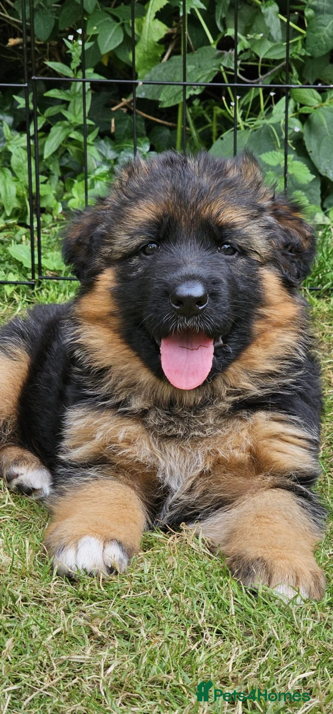 German Shepherd dogs for sale: Beautiful girl available  - Image 18