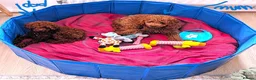 Toy Poodle dogs for sale: Reduced Price – Last Red Asian  Toy Poodle Boy - Advert 3