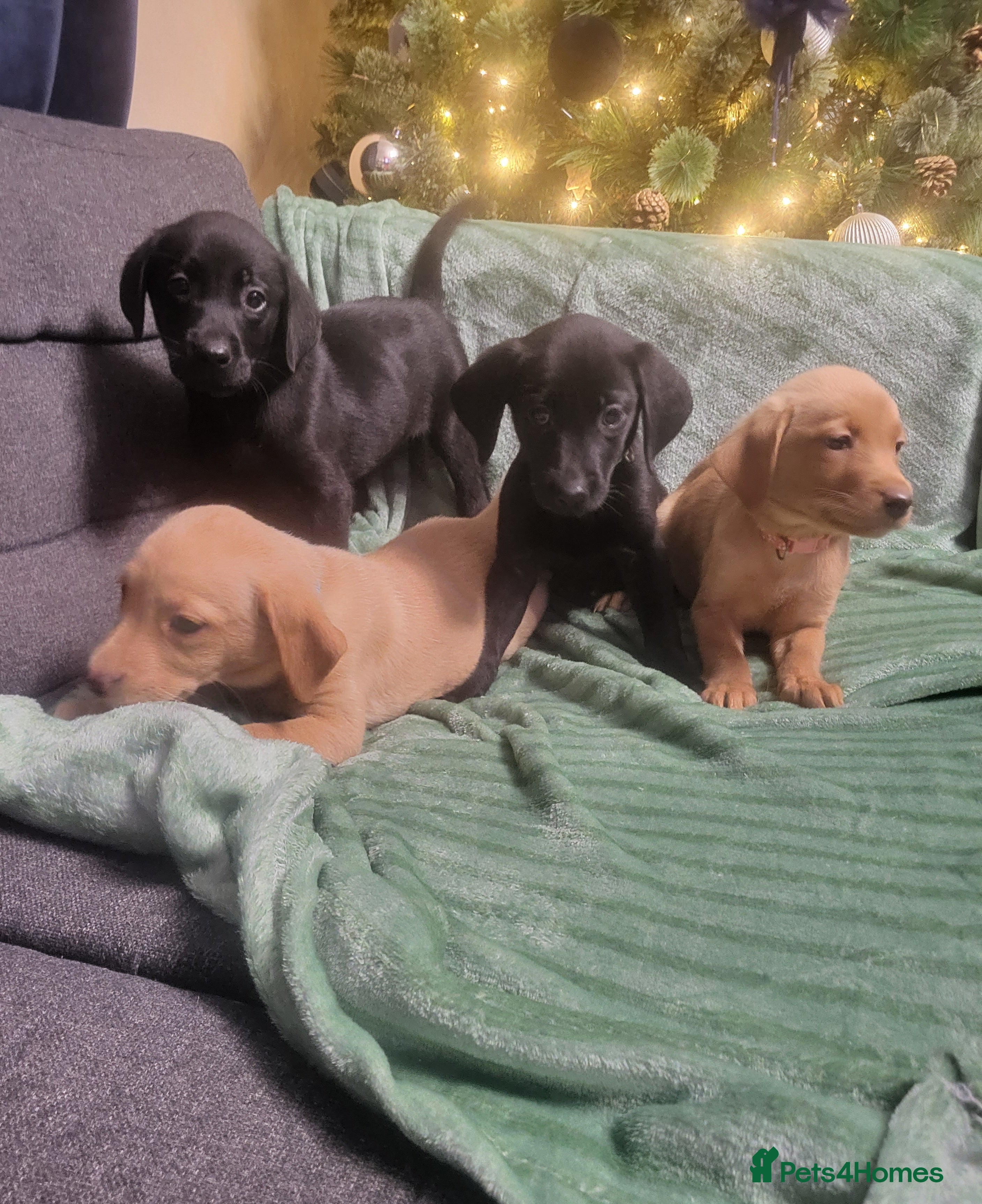 Labrador Retriever dogs KC registered labrador puppies - Advert 4