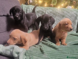 Labrador Retriever dogs KC registered labrador puppies - Advert 5
