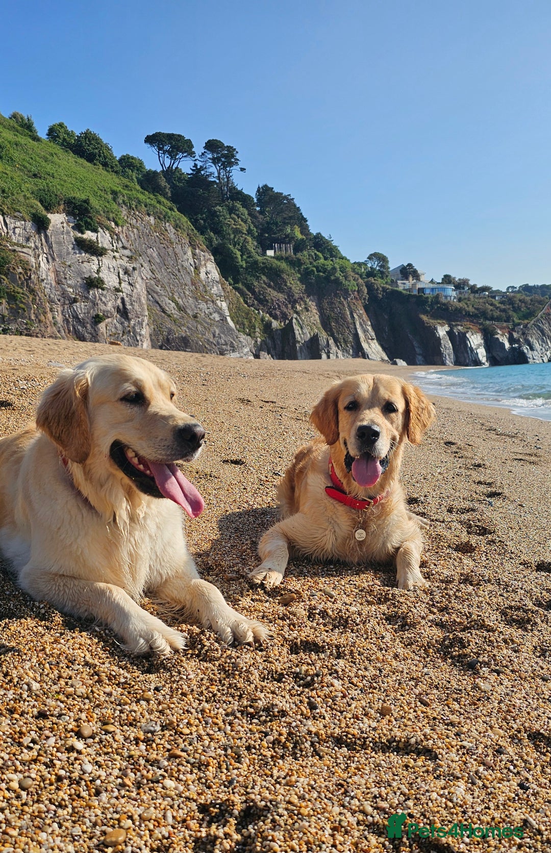 Golden Retriever dogs for sale: 5* Golden retriver puppies - Advert 14