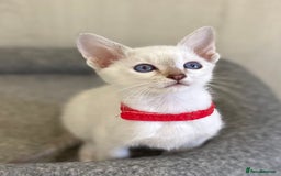 Siamese cats for sale: GCCF Registered Traditional Siamese Kittens.  - Image 31