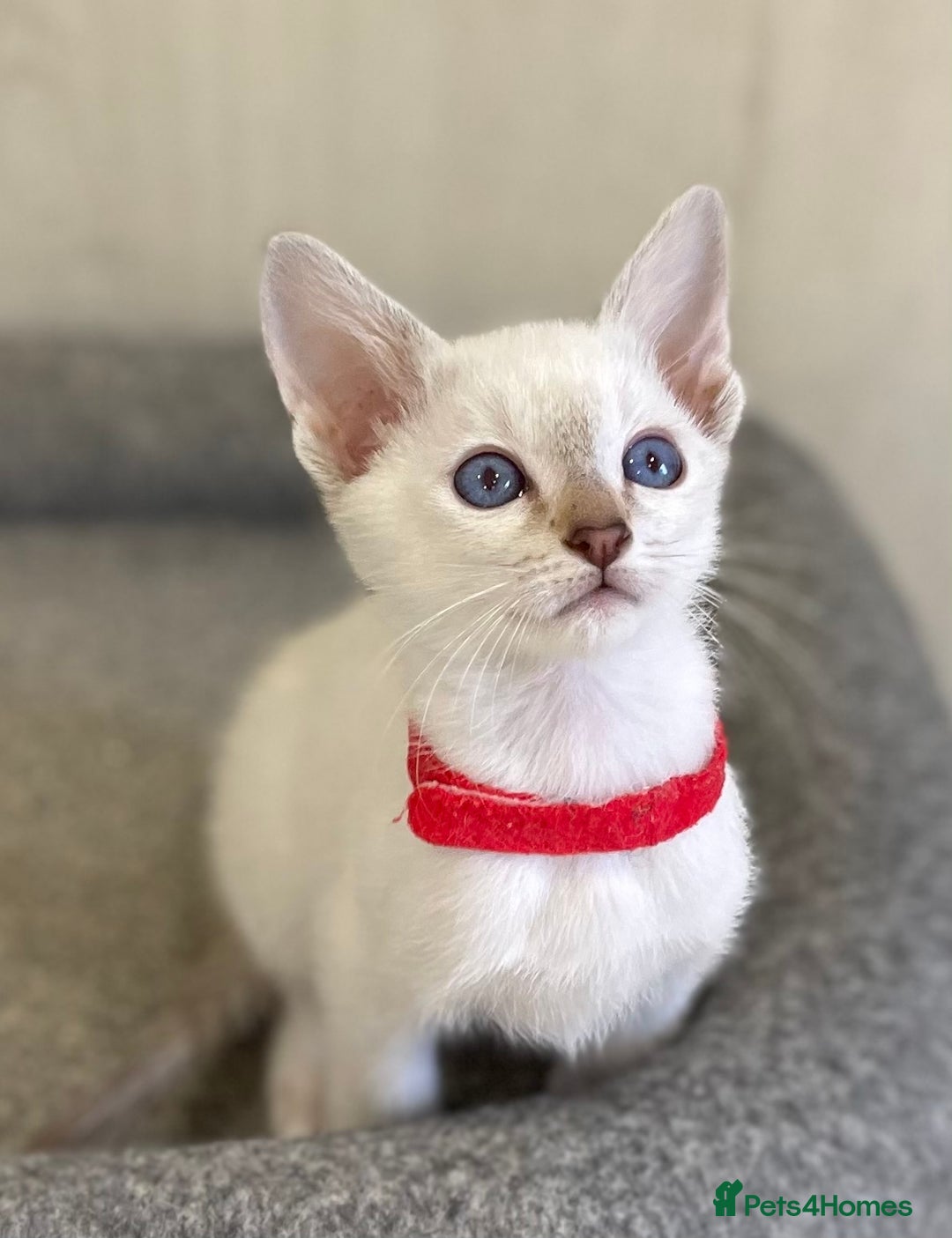 Siamese cats for sale: GCCF Registered Traditional Siamese Kittens.  - Image 31