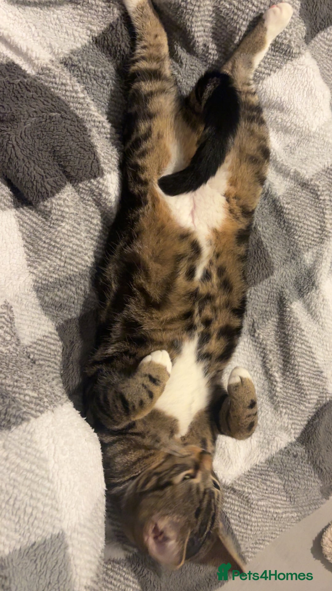 Mixed Breed cats for sale: 2 brother and sister cats  - Advert 2