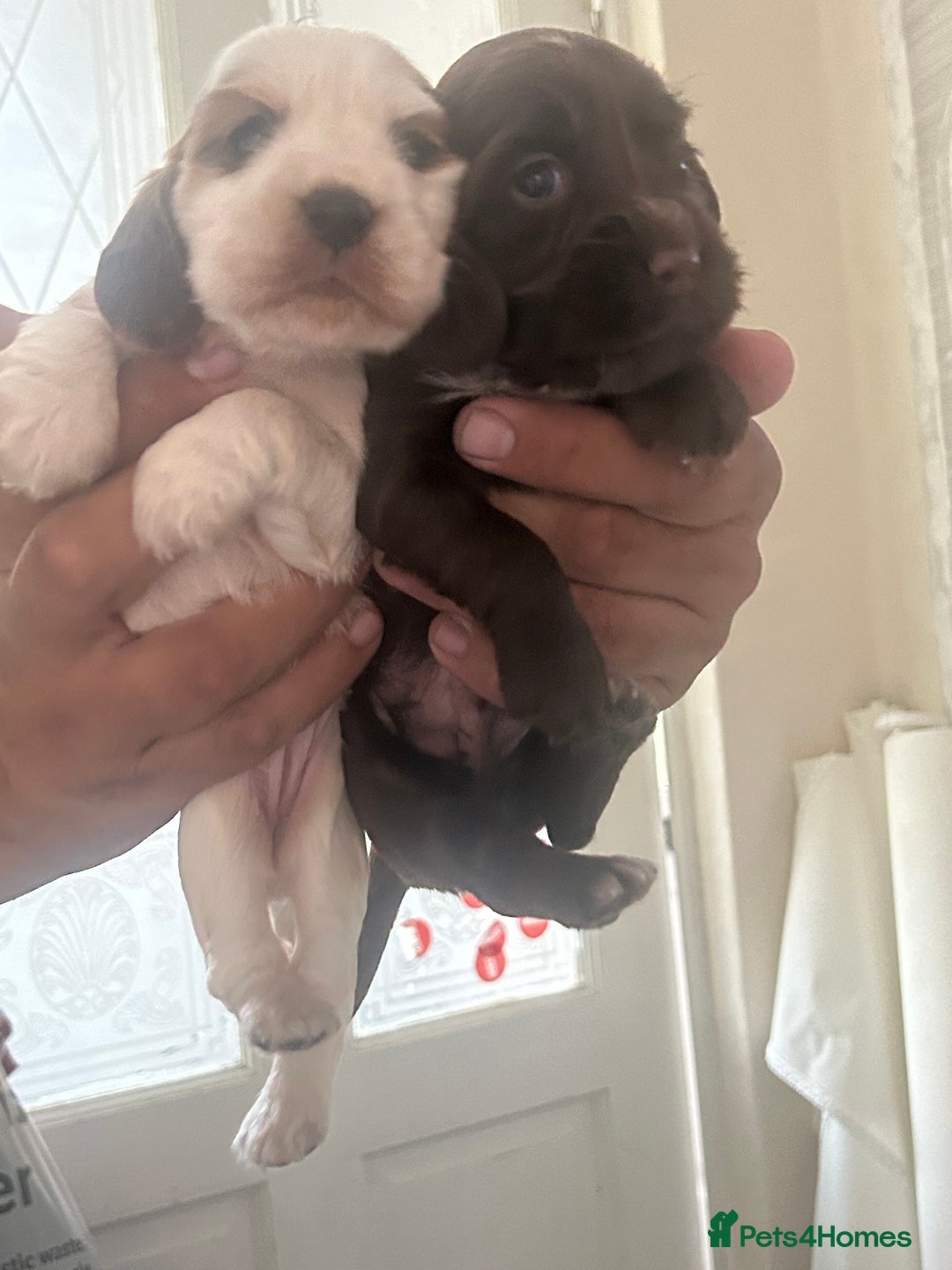Cocker Spaniel dogs for sale: 🔥 rare coloured show type cocker spaniels  - Image 11