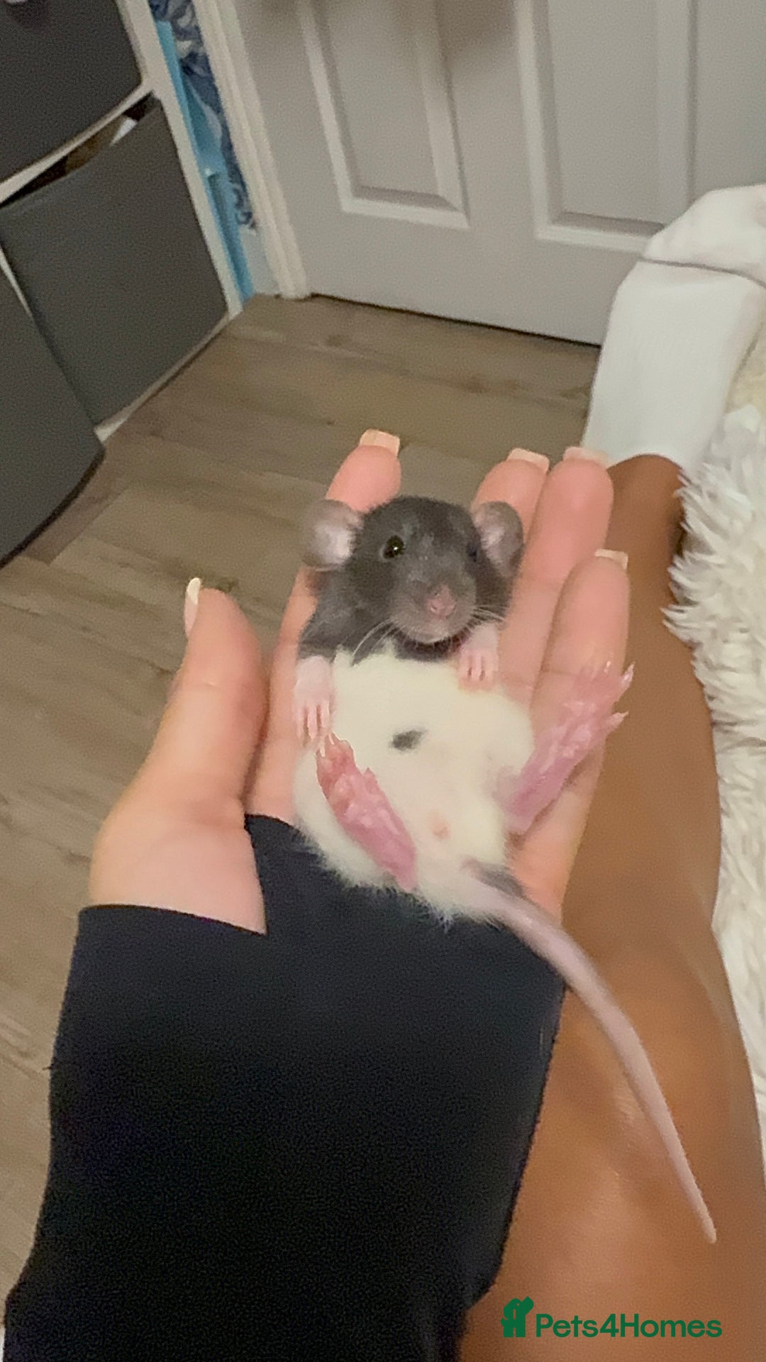 Rat rodents for sale: Baby rats for sale  - Image 3