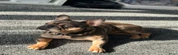 French Bulldog dogs for sale: AMAZING FRENCH BULDOG - Advert 6