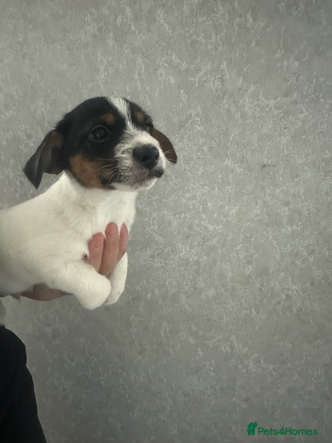 Jack Russell dogs for sale: Jack Russell boys  - Advert 2
