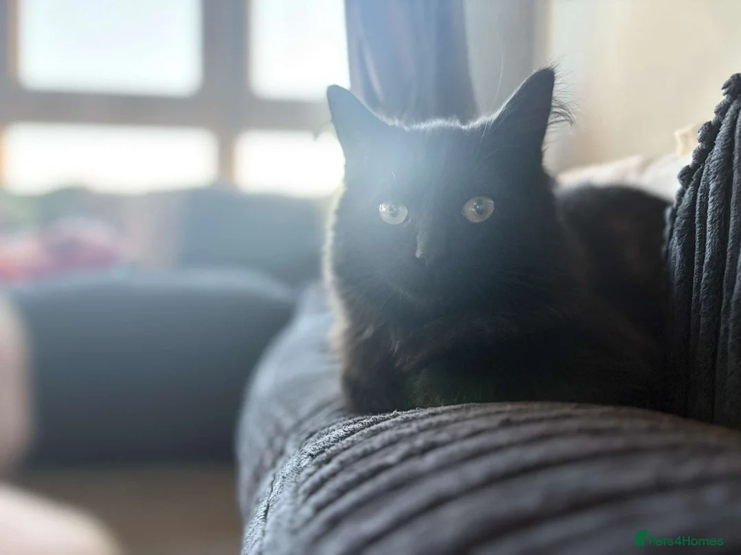 British Longhair cats for sale: Black British Longhair - Advert 2