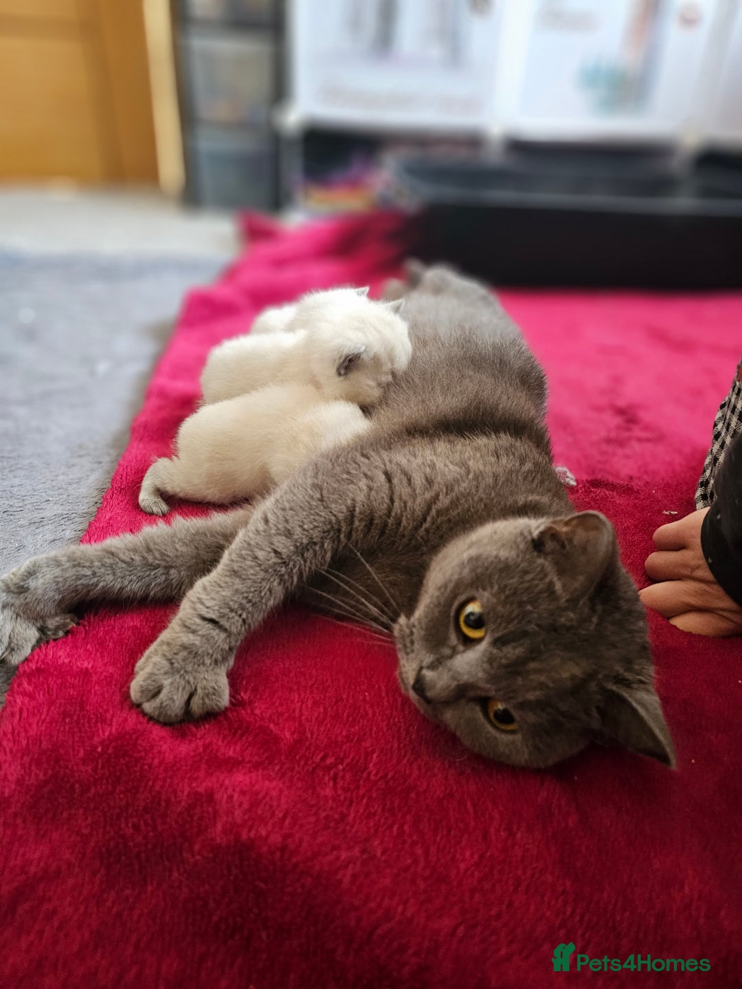 British Shorthair cats for sale: Last 4 male British Short-hair/long hair kittens  - Image 36