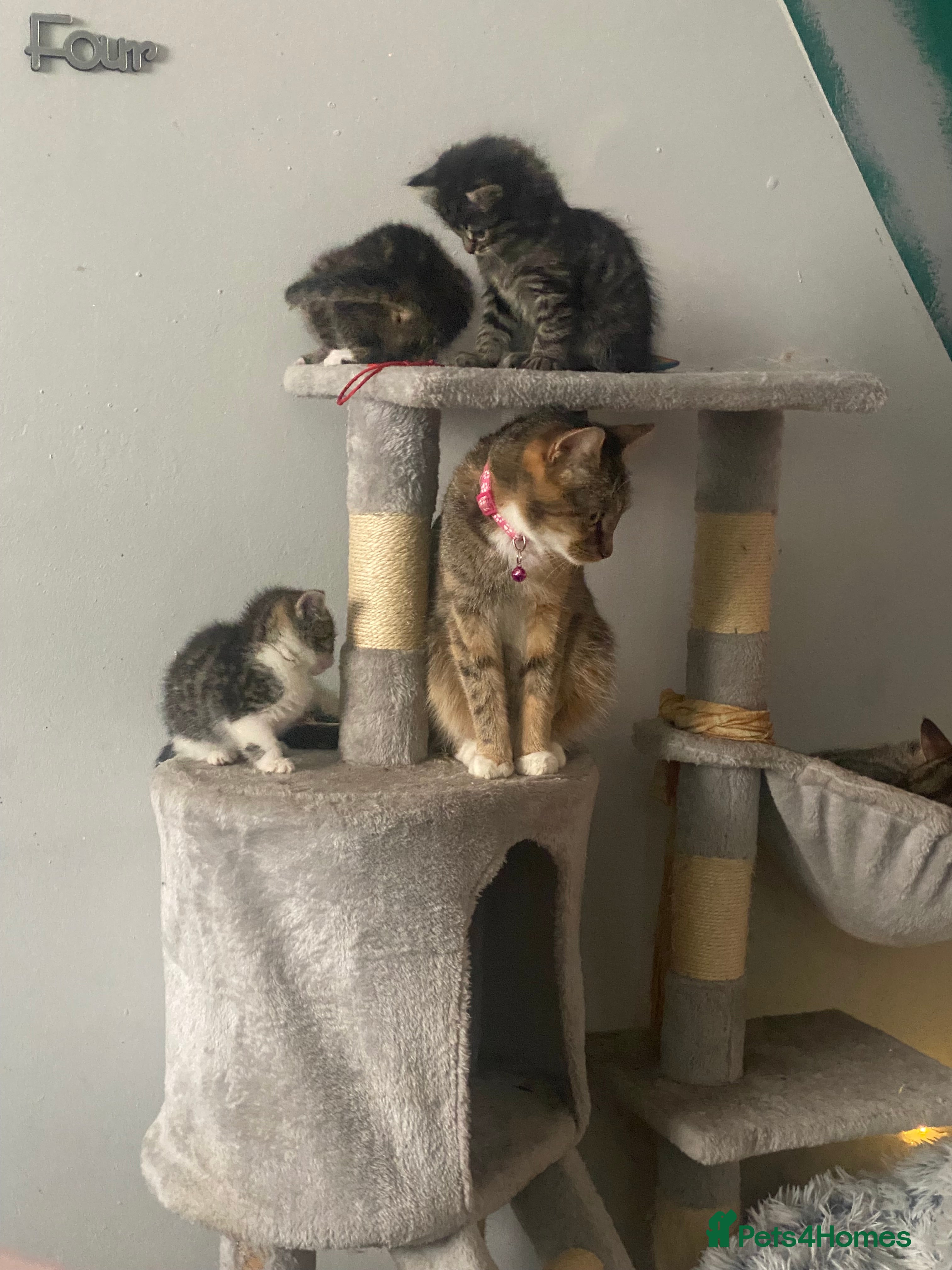 Bengal cats Adorable little bengal kittens  - Advert 16