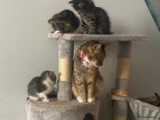 Bengal cats Adorable little bengal kittens - Advert 16