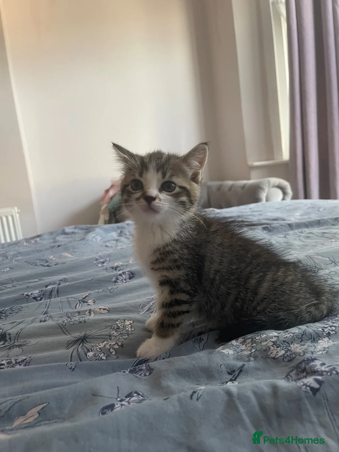 Mixed Breed cats for sale: Half BSH kittens  in Thornton Heath - Advert 2