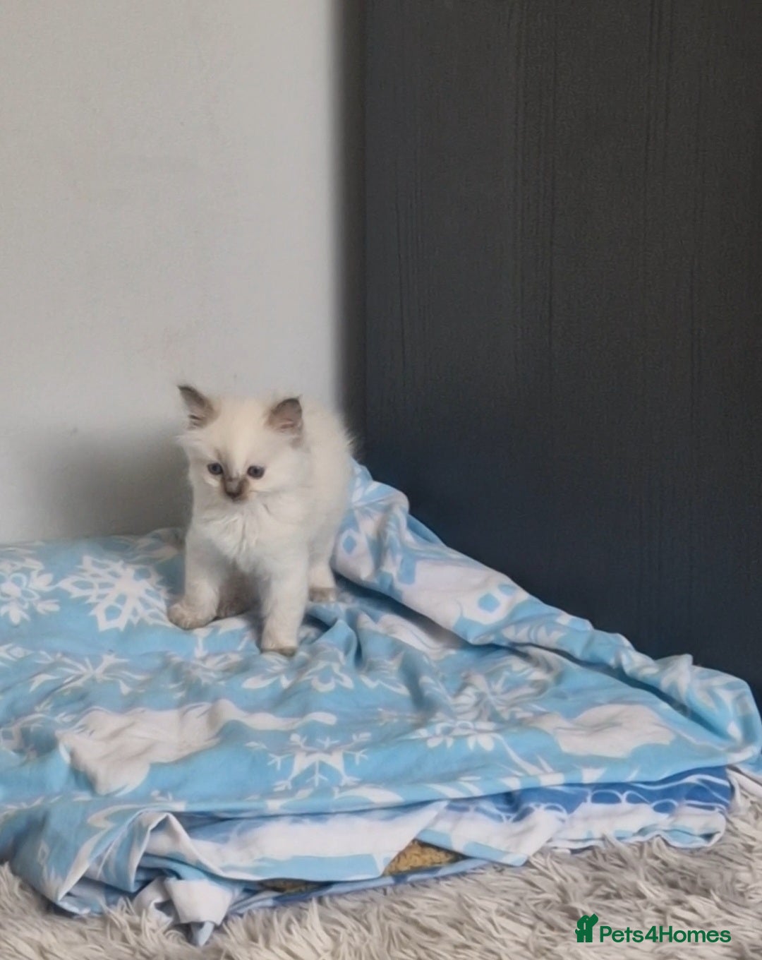 Ragdoll cats for sale: 4 Beautiful Ragdoll Kittens - Image 8
