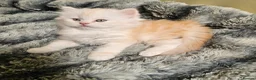 Scottish Fold cats for sale: Adorable Scottish Fold Straight Ear Tabby Kittens - Advert 4