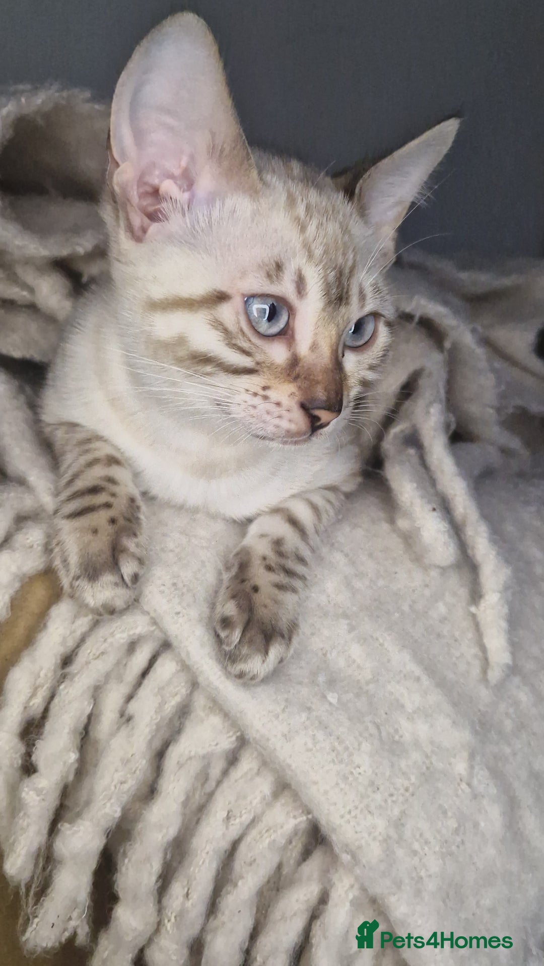 Bengal cats for sale: Snow Silver Glittered Bengal girl. - Advert 2