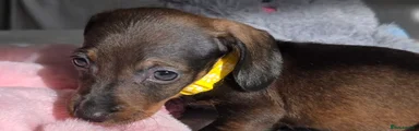 Yellow Collar
