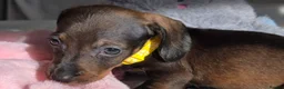 Miniature Dachshund dogs for sale: 🤎 Gorgeous Daxies_Mini Dachshunds 🤎 - Advert 25