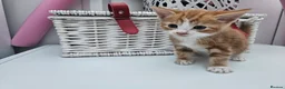 Mixed Breed cats for sale: Kittens for sale  - Advert 7