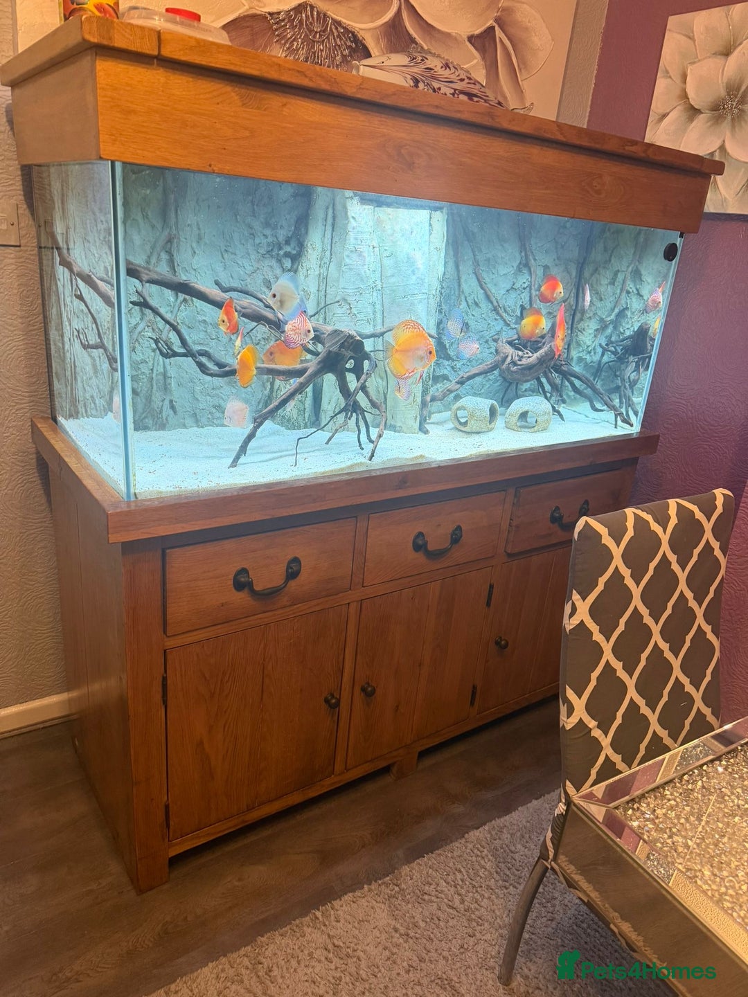 Discus fish for sale: 5 foot solid oak Fish Tank with Sump - Advert 6