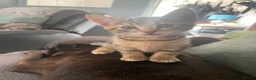 Mixed Breed cats for sale: Ready for my forever hime - Advert 3