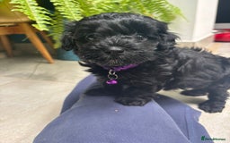 Mixed Breed dogs for sale: Cutest Havadoodles - Image 5