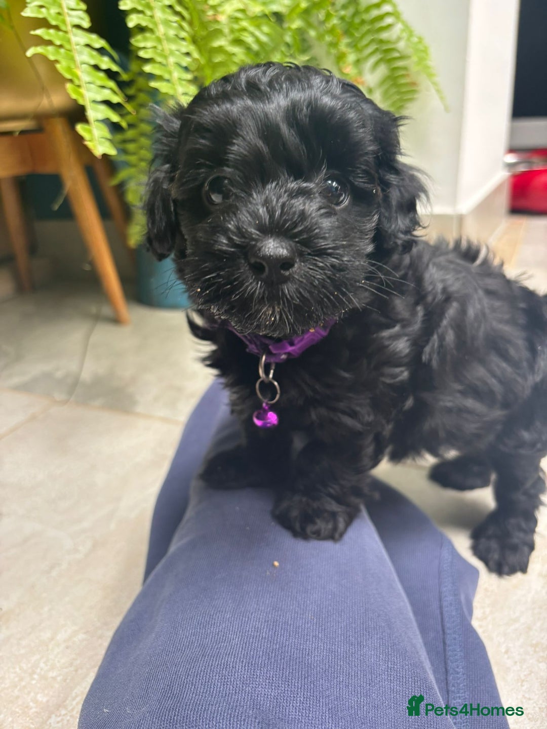 Mixed Breed dogs for sale: Cutest Havadoodles - Image 5