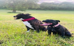 Staffordshire Bull Terrier dogs for sale: Pedigree Staffordshire Bull Terrier Puppies - Image 6