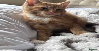 Mixed Breed cats - Advert 8