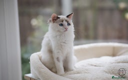 Ragdoll cats for sale: Rare colour GCCF kittens from Champion lines - Image 12