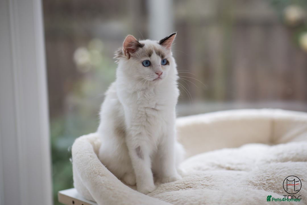 Ragdoll cats for sale: Rare colour GCCF kittens from Champion lines - Image 12