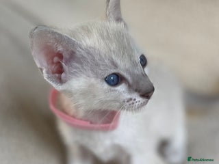 Siamese cats GCCF Registered Traditional Siamese Kittens. - Advert 4